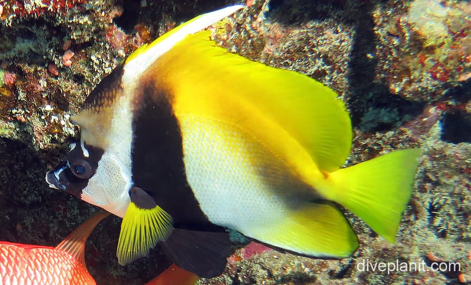 Butterflyfish horned bannerfish cki