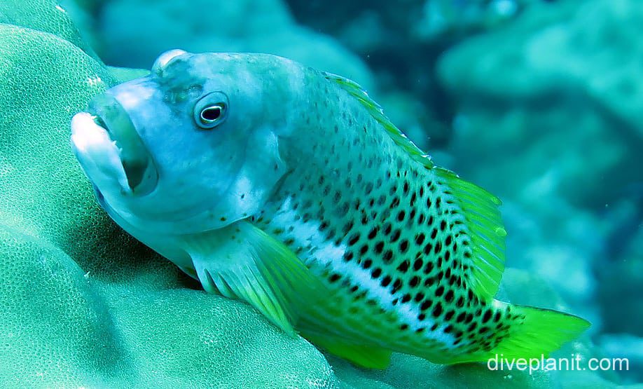 Hawkfish ornate hawkfish ci fci