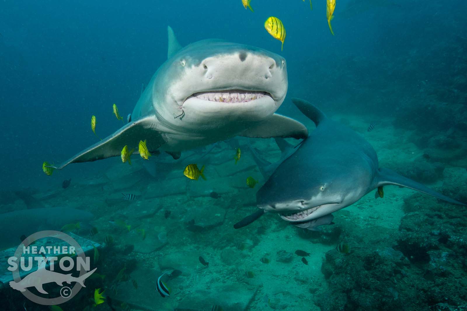 Bistro shark dive fiji credit heather sutton