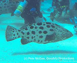 Goodviz cod hole feature