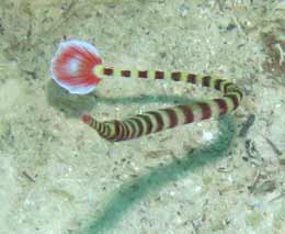 Ringed pipefish at panagsama diving moalboal cebu philippines feature