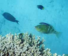 Parrot gets a clean at tivua island diving fiji feature