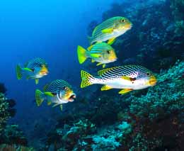 Bunch of diagonal banded sweetlips at crystal rock diving komodo moana feature