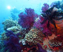 Purple soft corals amongst the hard corals at the ledge diving taveuni rainbow reef fiji islands diveplanit feature