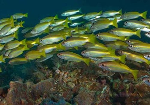Koh ha schooling snapper