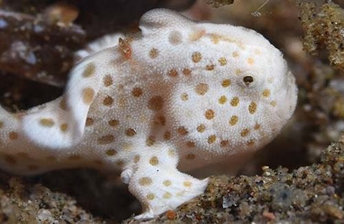 Best muck diving in the coral triangle