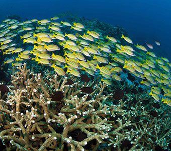 Murex Bangka Snapper School feature