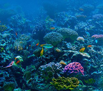 Diving kuching malaysia