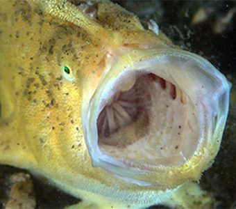 How to graduate frogfish school with dumaguete’s dr frogfish