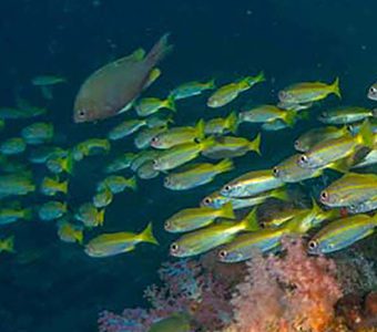 Koh ha schooling snapper
