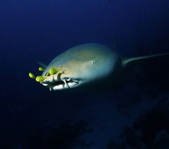 Fulidhoo dive nurse shark feature