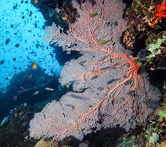 The ribbon reefs, from cracka jack to cod hole and pixie pinnacle.
