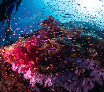 7 dive paradise taveuni fiji feature
