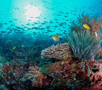Coral,Garden,Of,Menjangan,Island,Bali