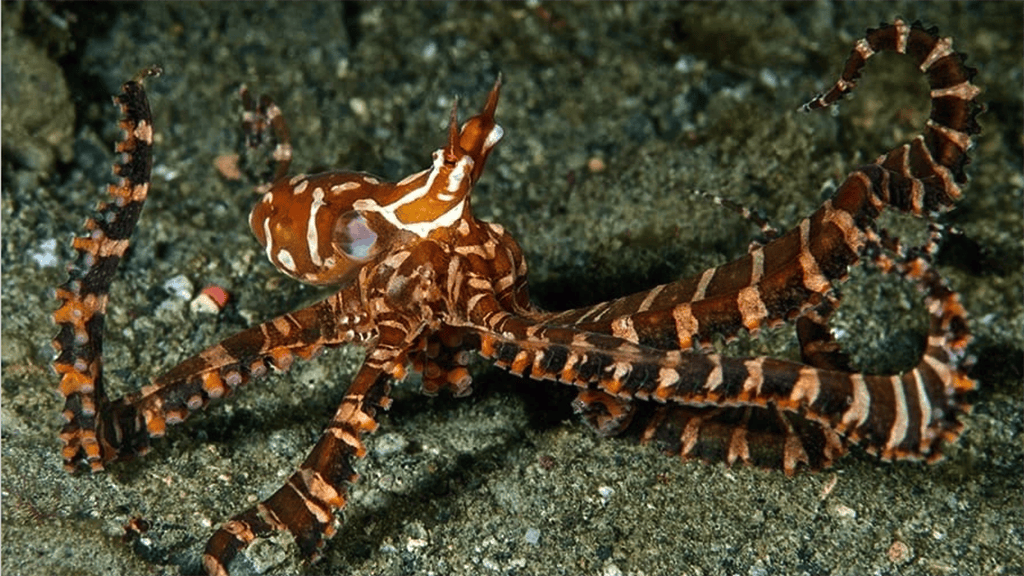 15 spice island divers ambon indonesia wonderpus