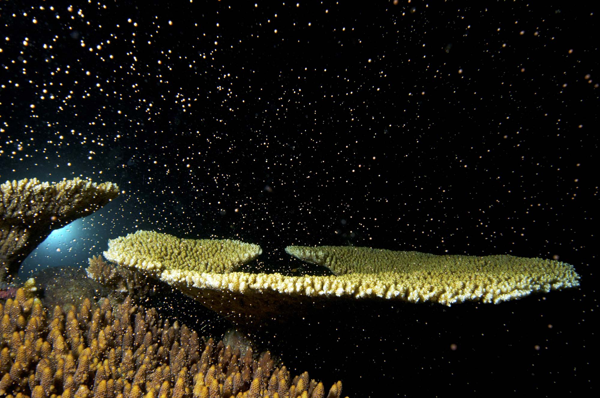 Aaa 8205 sm Coral spawning, Great Barrier Reef, Queensland