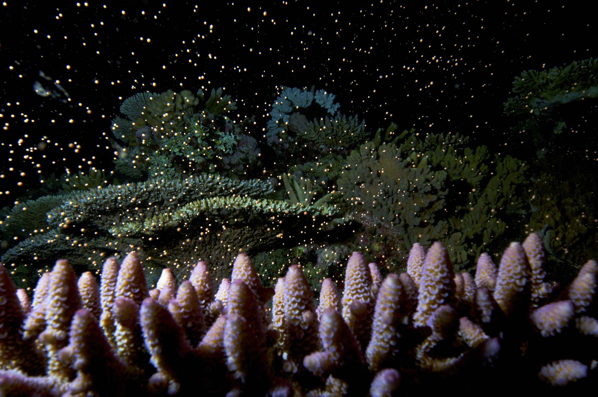 Aaa 8225 sm Coral spawning, Great Barrier Reef, Queensland