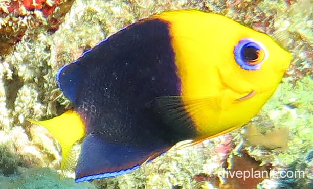 Angelfish cocosangel cki fci