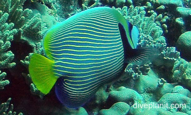 Angelfish emperor cki