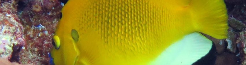 Three Spot Angelfish