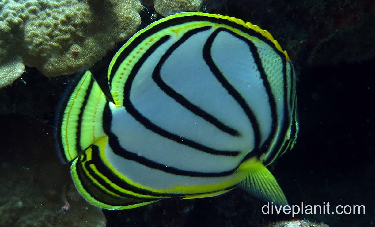 Butterflyfish meyers ci