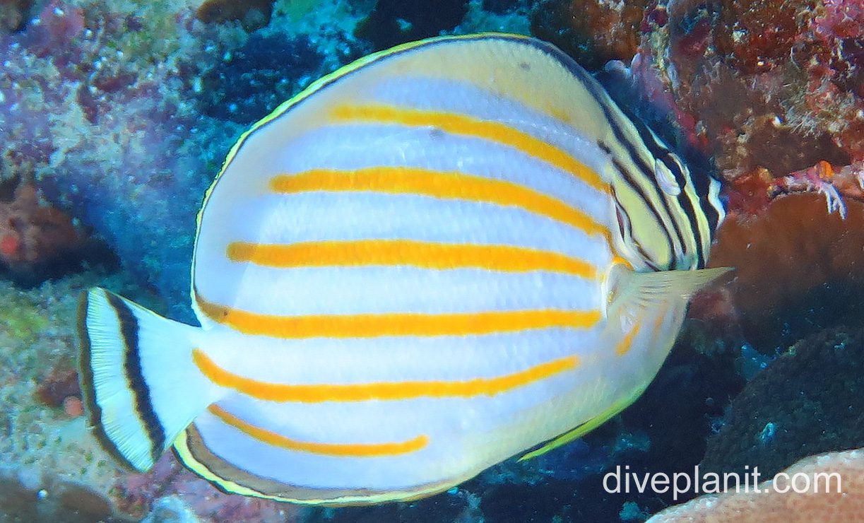 Butterflyfish ornate ci fci