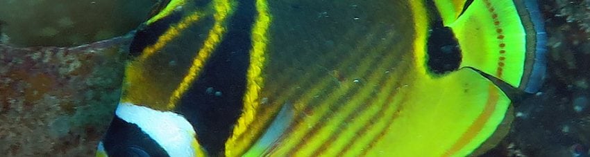 Racoon Butterflyfish