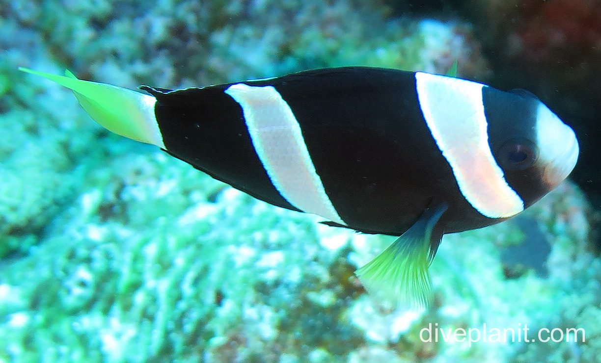 Damselfish clarks anemonefish ci fci