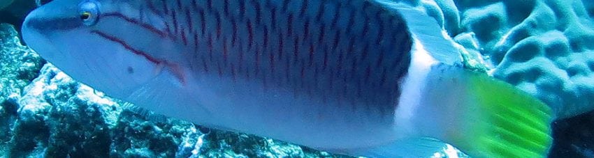 Ringtail Maori Wrasse