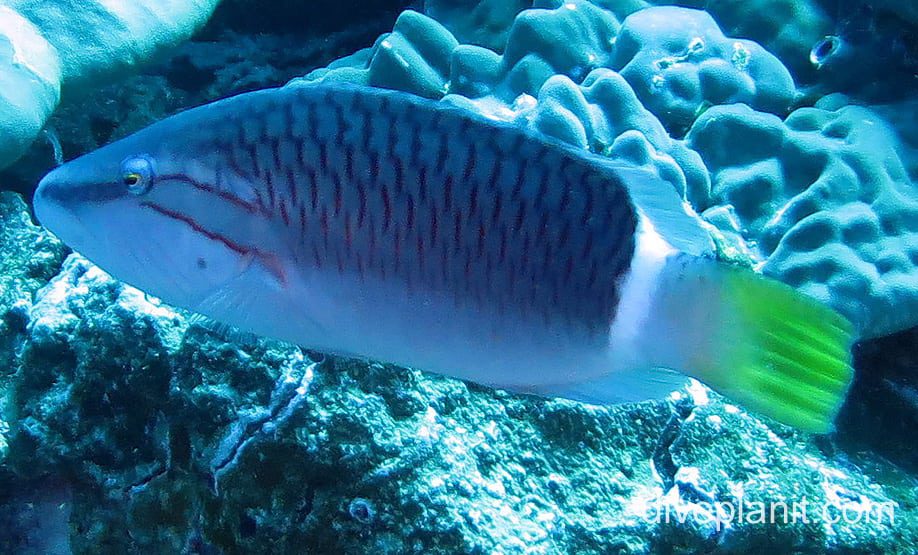 Wrasse ringtail moari ci