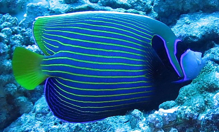 Angelfish emperor ci