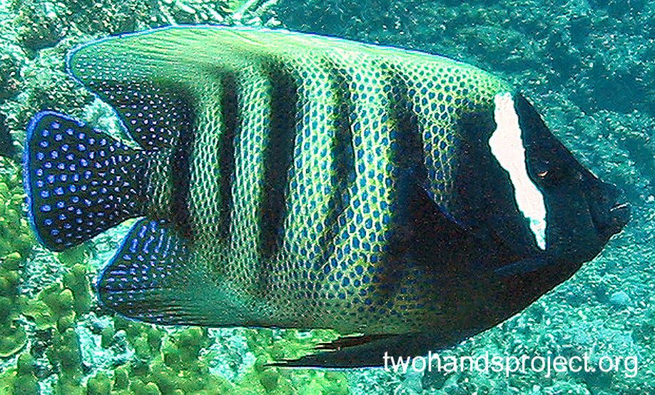 Angelfish six banded angelfish gbr hp foa