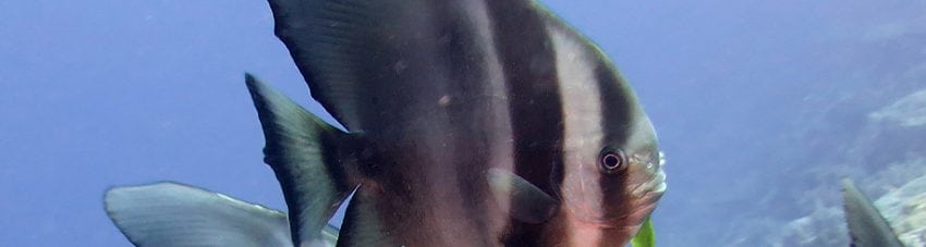 Rounded Batfish