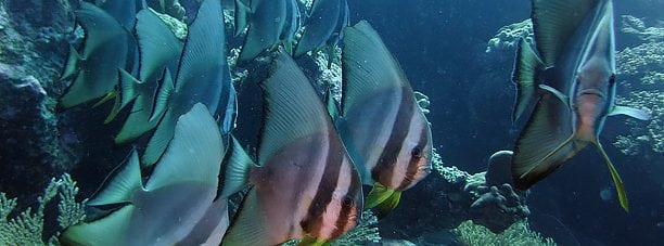 Round Batfish