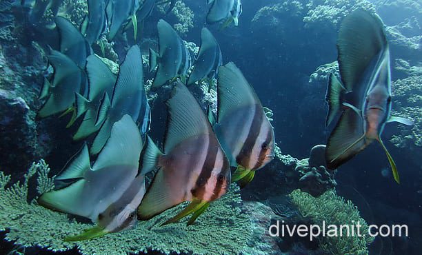 Batfish rounded batfish cki