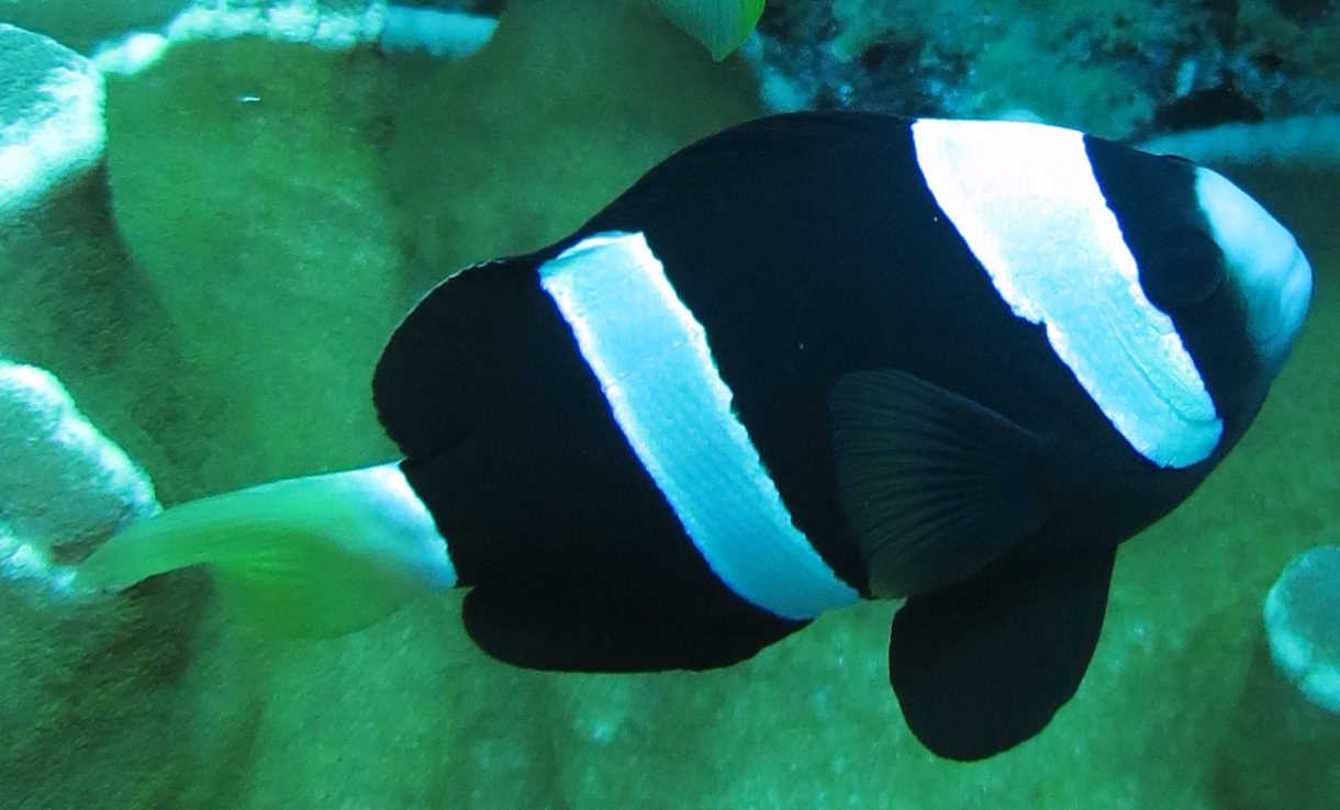 Damselfish clarksanemonefish ci