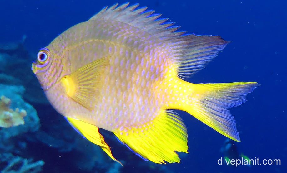 Damselfish golden damsel ci fci