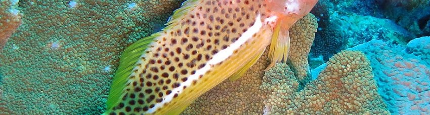 Ornate Hawkfish