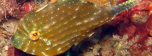 Pygmy Leatherjacket