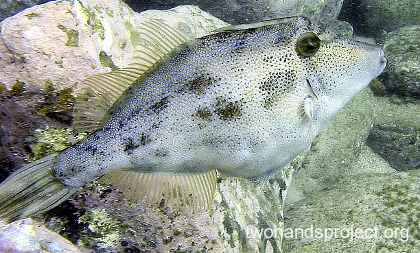 Leatherjacket rough leatherjacket hp