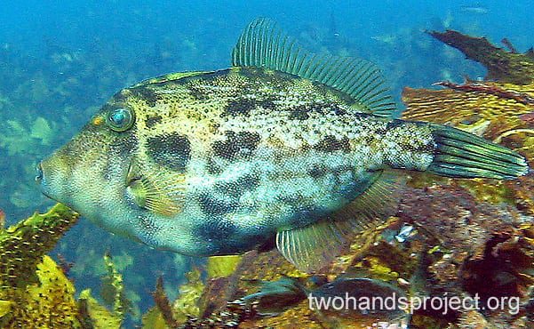 Leatherjacket rough leatherjacket hp