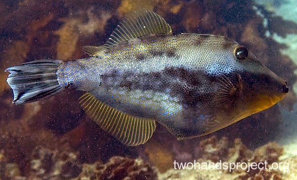 Leatherjacket rough leatherjacket hp