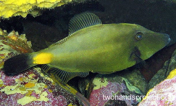 Leatherjacket yellow stripe leatherjacket hp