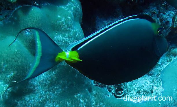 Surgeonfish bluespine surgeonfish ci fci