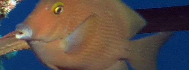 Brown Tang