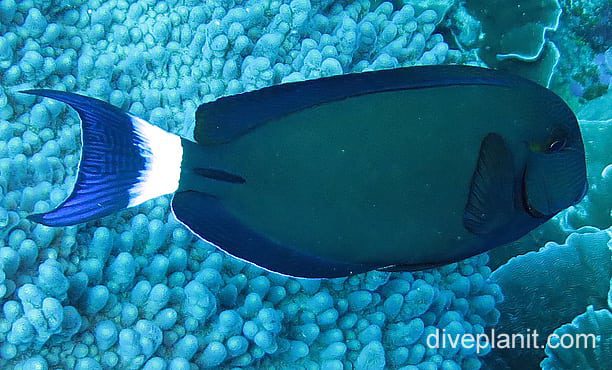 Surgeonfish dark surgeon cki