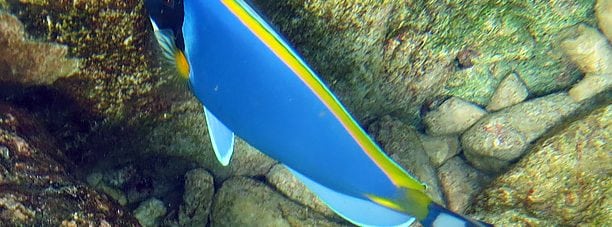 Powderblue Surgeonfish