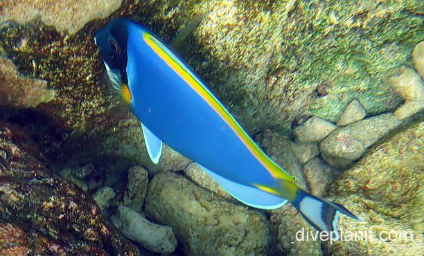 Surgeonfish powderblue surgeonfish ci