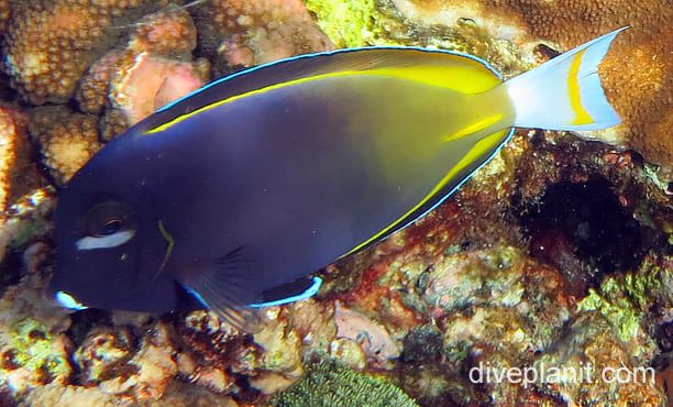 Surgeonfish velvet surgeonfish ci fci