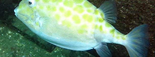 Eastern Smooth Boxfish